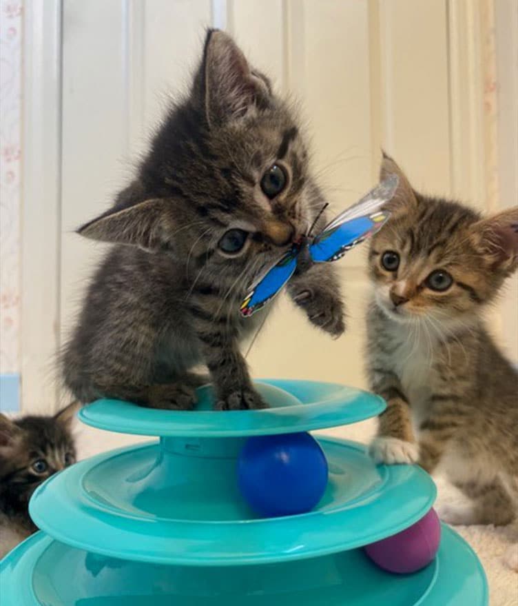 Foster-Kitten-image-updated